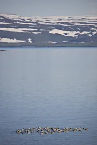 Common Eiders (Somateria mollissima)