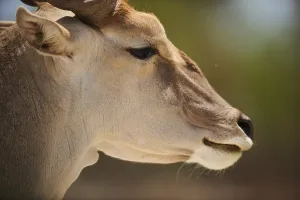 Common eland (Taurotragus oryx)