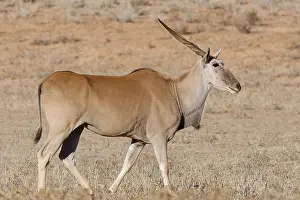 Common eland (Taurotragus oryx)