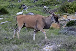 Common eland (Taurotragus oryx)