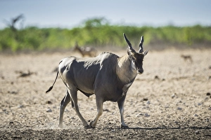 Common eland (Taurotragus oryx) male