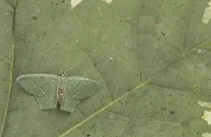 Common emerald (Hemithea aestivaria)