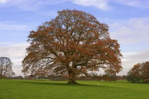 Common english oak (Quercus robur)