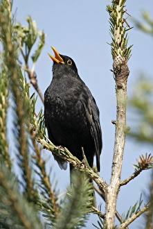 Common or Eurasian Blackbird (Turdus merula)