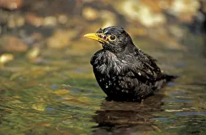Common or Eurasian Blackbird (Turdus merula)
