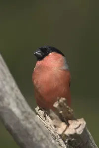 Common - or Eurasian Bullfinch (Pyrrhula pyrrhula)
