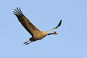 Common or Eurasian Crane (Grus grus)