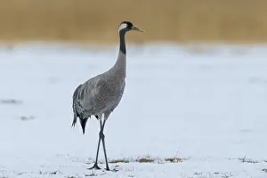 Common or Eurasian crane (Grus grus) in snow