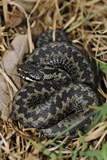Common European Adder or Common European Viper (Vipera berus)