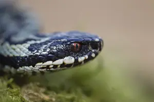 Common european adder or viper snake (Vipera berus) adult reptile on a moss covered tree stump in spring