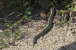 Common European Adder (Vipera berus) on the move