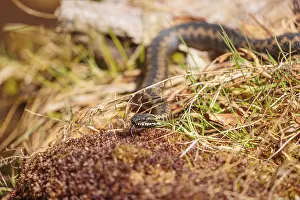 A common European adder (Vipera berus) creeps across moss on a sunny day