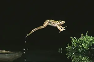 Common European Frog, Common frog (Rana temporaria) Other animals