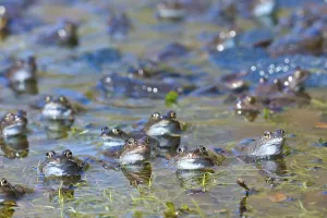 Common European Frog (Rana temporaria)