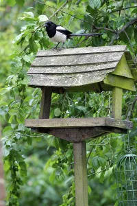 Common european magpie (Pica pica)