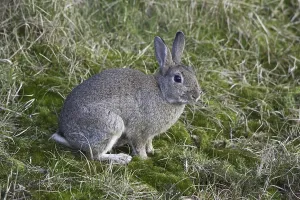 Common European rabbit (Oryctolagus cuniculus) sitting in meadow