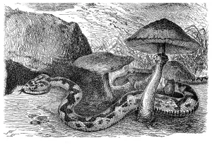 Common European viper (Pelias berus)