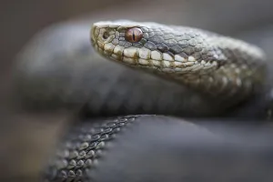 Common European viper (Vipera berus) Goldenstedter Moor