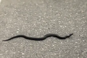 Common European viper - Vipera berus - melanistic black reptile crossing asphalt road