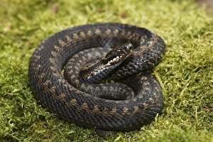 Common European viper (Vipera berus) sunbathing on moss