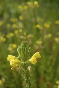 Common evening primrose (Oenothera biennis)