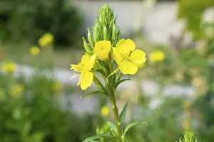 Common evening primrose (Oenothera biennis)