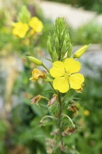 Common evening primrose (Oenothera biennis)