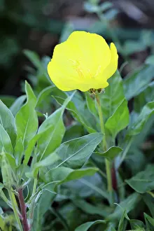 Common evening primrose (Oenothera biennis)