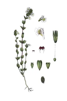 Common eyebright (Euphrasia nemorosa)