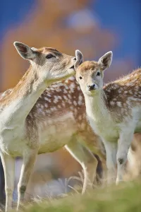 Common fallow deer (Dama dama) mother with her youngster in the alps