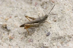Common Field Grasshopper (Chorthippus brunneus)