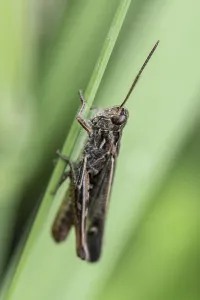 Common Field Grasshopper (Chortippus brunneus)