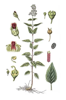 Common Figwort or Woodland Figwort (Scrophularia nodosa)