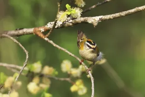 Common firecrest, Regulus ignicapilla