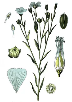 Common Flax or Linseed (Linum usitatissimum)