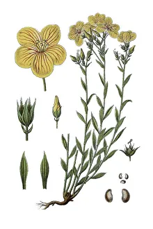 Common flax, Linseed (Linum usitatissimum)