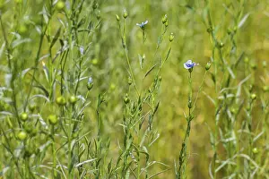 Common flax, linseed (Linum usitatissimum)
