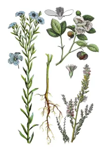 Common flax, seed flax or flax
