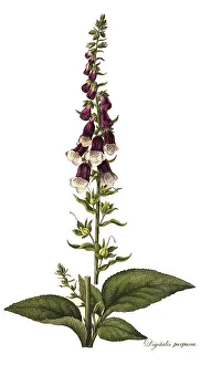 Common foxglove (Digitalis purpurea)