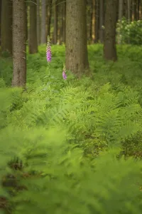 Common foxglove (Digitalis purpurea)