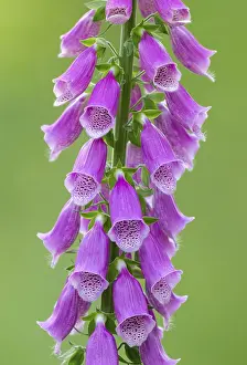 Common foxglove (Digitalis purpurea)
