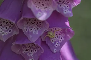 Common foxglove (Digitalis purpurea) (Foxglove with Variable Crab Spider (Misumena vatia)