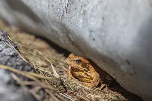 One common frog, Rana temporaria
