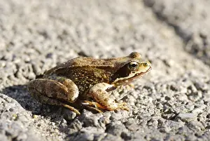 Common Frog (rana temporaria)