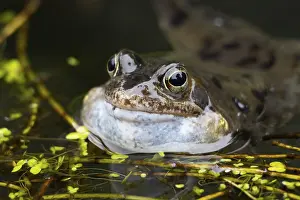 Common frog (Rana temporaria)