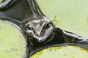 Common frog (Rana temporaria)