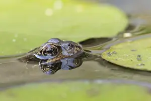 Common frog (Rana temporaria)