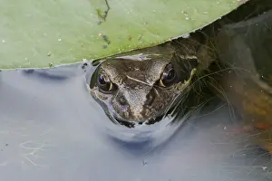 Common frog (Rana temporaria)