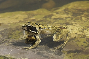 Common Frog (Rana temporaria), adult
