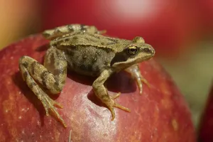 Common frog (Rana temporaria) adult amphibian on a fallen apple in a garden